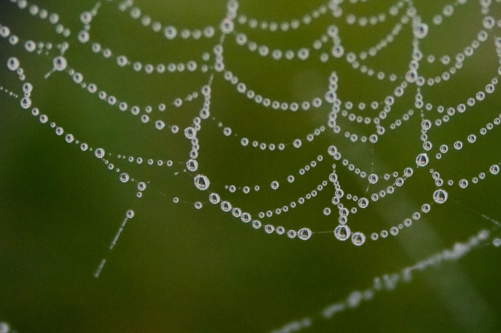 web, spider web, water droplets